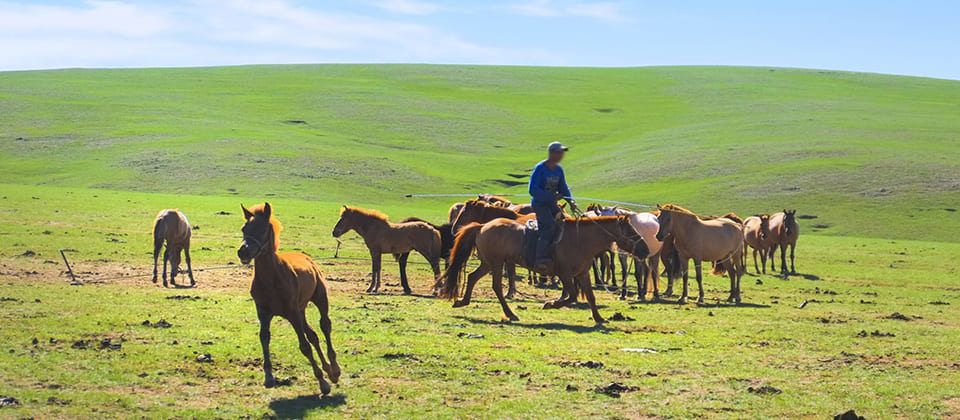 モンゴルの遊牧民