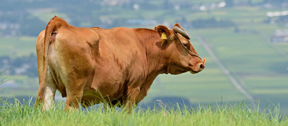 熊本のあか牛
