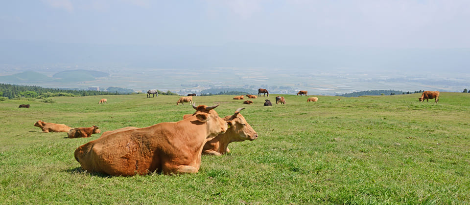 放牧中のあか牛